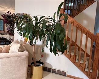 Very LARGE live plant (Corn?) 5'6"H x 5' W