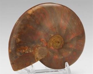 Prehistoric Pyritized Amonite Fossil with Vivid Deep Orange Red Iridescence 