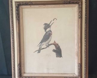 Belted Kingfisher by Ray Harm