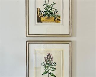 Framed Folio Botanical Engravings by Abraham Munting