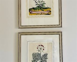 Framed Folio Botanical Engravings