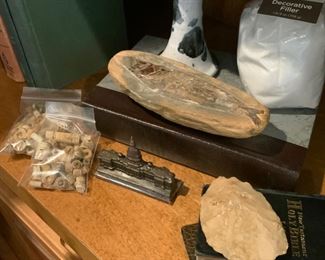 Fossilized fish specimen, fossil pieces