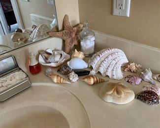 Natural shell collection decor