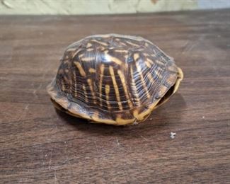 Small Tortoise Shell