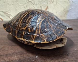 Papa Tortoise Shell
