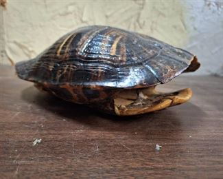 Tortoise Shell