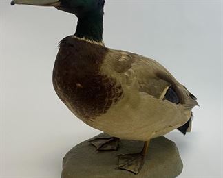 Mallard Goose Taxidermy