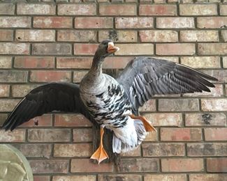 Taxidermy Goose in excellent condition!