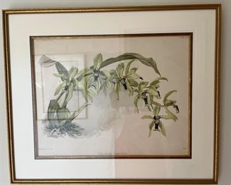 52. Framed Botanical Print "Oncidium Tigrinum"