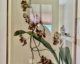 55. Framed Botanical Print "Hybridum" Signed HG Moon