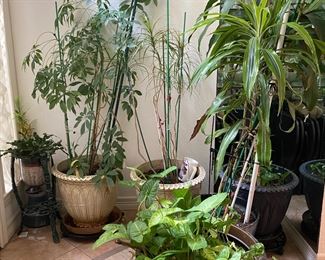 Indoor House Plants