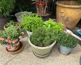 Outdoor Pots, Plants and Decoratives
