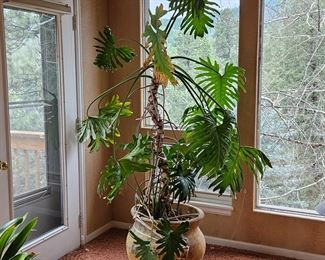 Huge 7 foot Tall Indoor Live Plant in Terra Cotta Planter with a 20" Opening & 19"H