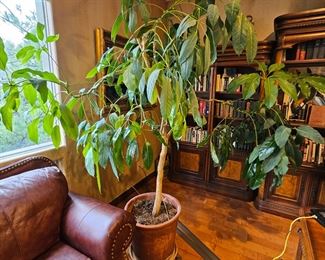 Very Large Healthy Indoor Tree in Large Clay Planter 18"W x 16"T (Planter alone)