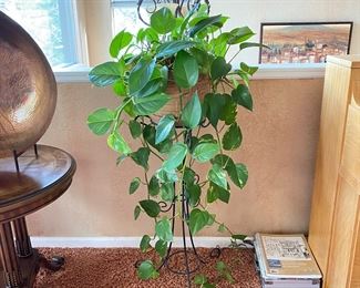  Healthy Indoor Pothos Plant 