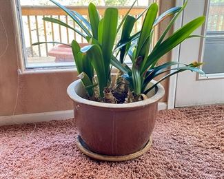 Healthy "Clivia" Flowering Plants - aka Natal Lily or Bush lily