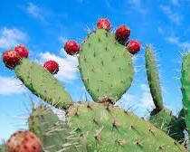 cacti