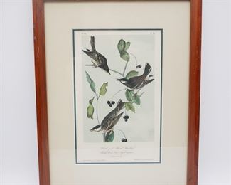 Framed J.J. Audubon PL. 78 Black-Poll Wood Warbler Lithograph 