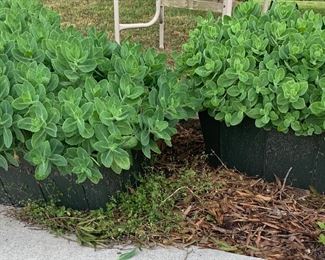 Beautiful plants for sale.