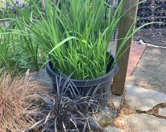 Potted Sweet Flag Plant, Potted Black Mondo Grass