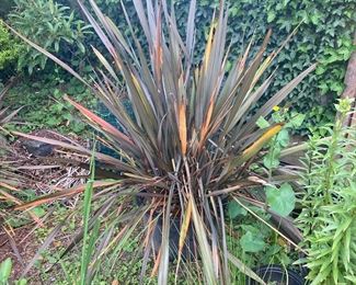 New Zealand Flax Potted Plant
