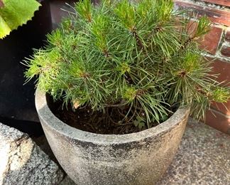 Concrete Planter with Small Pine Tree