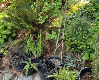 Assortment of Potted Plants