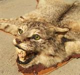 1950s Taxidermy Bob Cat Rug with Glass Eyes