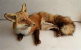 C/1940's Taxidermy mount of a young Red tail fox, glass eyes