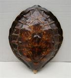 Antique sea turtle shell