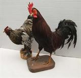 2 Vintage Taxidermy mounts, Rooster and Hen