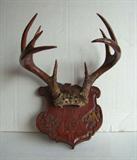 1952 9 point Buck Rack on Carved Panel