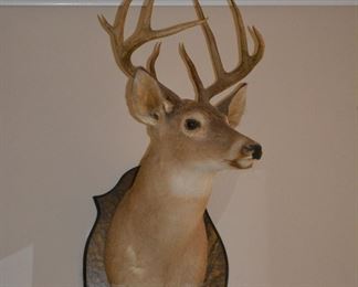 Deer mount