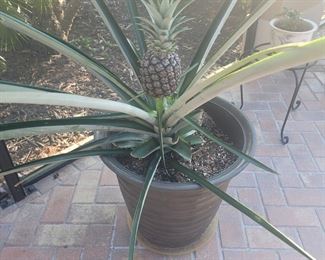 Pineapple plants