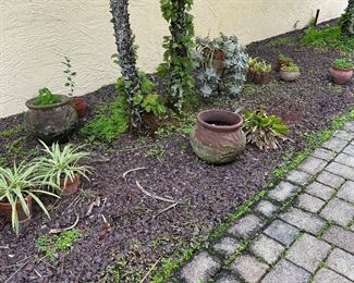 Assorted Pots/Plants
