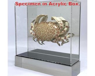 Lot 52 Colorful Spotted Crab Specimen in Acrylic Box. 