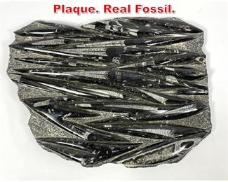 Lot 327 Large Orthoceras Cluster Plaque. Real Fossil. 