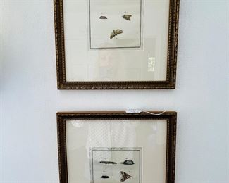 Insect studies early 19th century