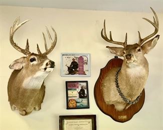 Deer mounts