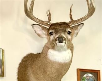 Deer mount