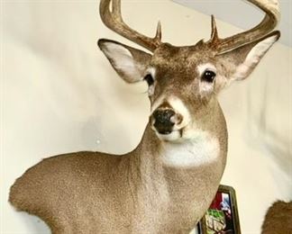 Deer mount