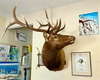 Elk mount, beautiful rack, paperwork included