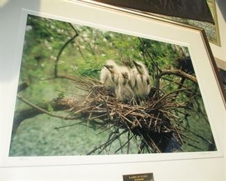 Famous Louisiana naturalist C. C. Lockwood