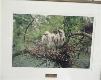 C.C. Lockwood, famous Louisiana naturalist photographer