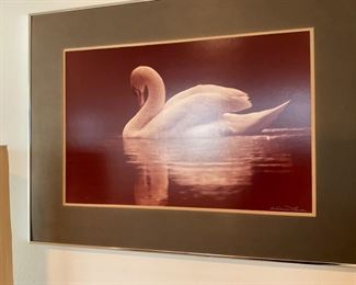 Swan print