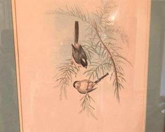 One of several bird prints