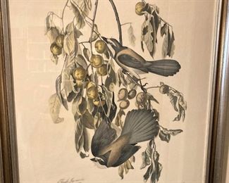 Florida Jay ("Garrulus Floridanus") - Its notes are softer than those of its relative the Blue Jay.