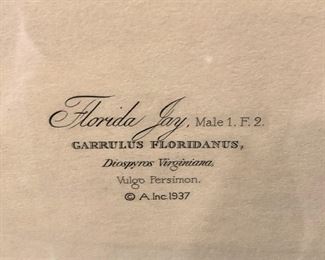Florida Jay ("Garrulus Floridanus") - Its notes are softer than those of its relative the Blue Jay.