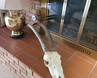 Large Oryx skull