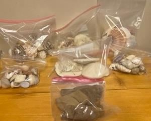 Seashells, conch shells, coral, driftwood, sand dollars, starfish